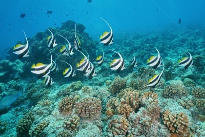 鱼类,长鲫鱼,燕尾旗,法国海外领土,太平洋岛屿,海洋生命,热带气候,环境,野生动物,玻利尼西亚