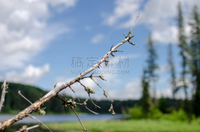 马尼托巴湖,枝,达克山省立公园,湖,自然,旅游目的地,水平画幅,无人,嫩枝,苔藓
