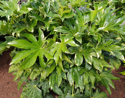 八角金盘属,皇后伞树,五加科,植物,水平画幅,绿色,无人,叶子,德国,摄影