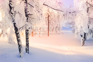 雪,冬天,森林,公园,水平画幅,无人,户外,非凡的,俄罗斯