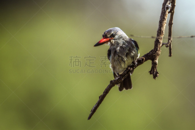 森林翠鸟,马蓬古布韦国家公园,南非,野生动物环形路,国际野生物保护公园,普马兰加省,林波波省,灌木丛,莫桑比克,生物保护区
