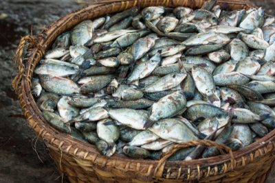 篮子,鱼类,水平画幅,小的,捕捞鱼,海产,户外,特写,柳条,海洋