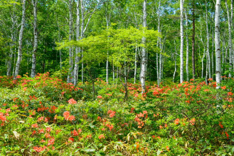 长野县,日本,杜鹃花,yachiho,森林,苏格兰高地,白桦,度假胜地,水平画幅,枝繁叶茂