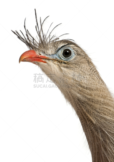 克雷斯蒂德叫鹤,红腿叫鹤,注视镜头,动物的冠,垂直画幅,褐色,无人,鸟类,动物身体部位,特写