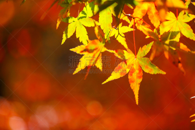 秋天,叶子,层云峡,当地著名景点,著名景点,自然美,枫叶,背景,枫树,日本