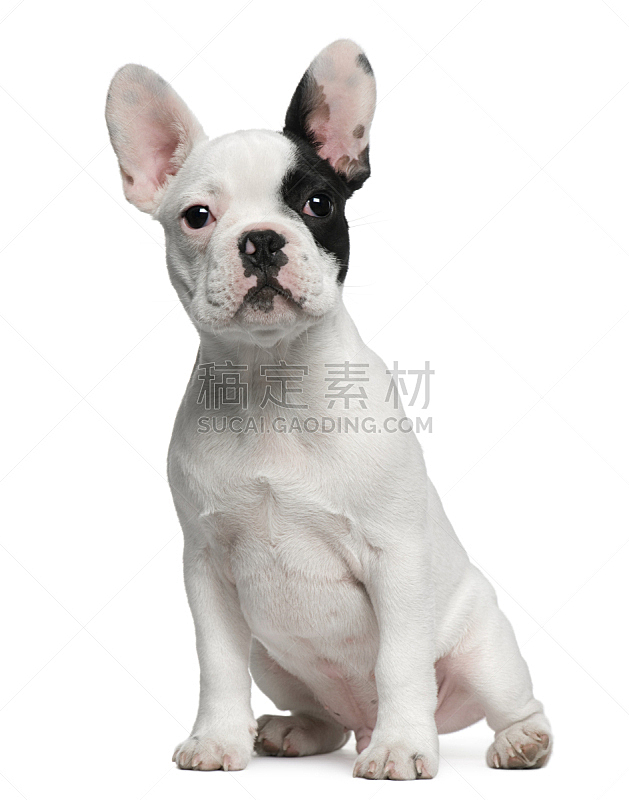 法国斗牛犬 小狗 正面视角 2到3个月 2到5个月 可爱的 动物主题 纯种犬 前面 背景分离图片素材下载 稿定素材 法国斗牛犬 小狗 正面视角 2到3个月 2到5个月 可爱的 动物主题 纯种犬 前面 背景分离图片素材下载 稿定素材