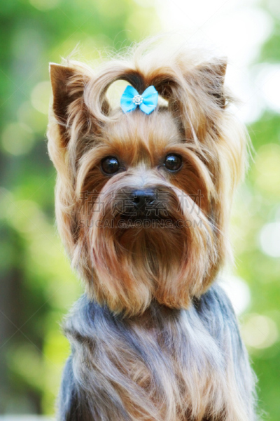 约克郡犬,小的,哈巴狗,自然美,垂直画幅,美,阿尔伯塔省,梗犬,美人,约克