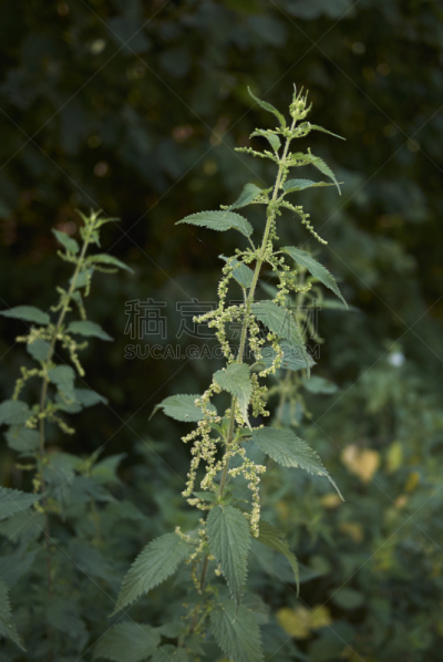 刺荨麻,垂直画幅,无人,纤维,维生素,夏天,户外,特写,白色,植物