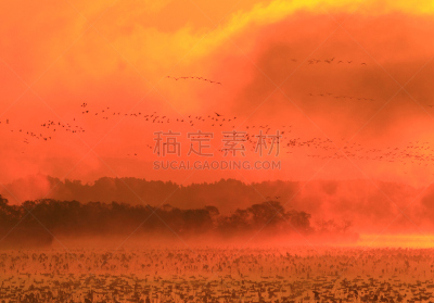 沼泽,长春花属,水,水平画幅,无人,鸟类,早晨,水库,户外,水禽