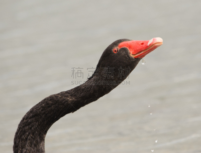 黑天鹅,lake taupo,野生动物,颈,湖岸,水平画幅,无人,鸟类,野外动物,新西兰北岛