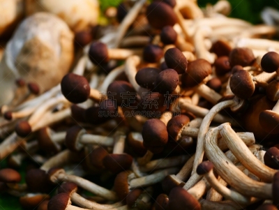 多样,蘑菇,剪贴路径,蔬菜,篮子,清新,自然界的状态,塑胶,食品,泰国