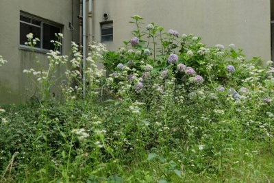 八仙花属,枝繁叶茂,夏天,光,仅一朵花,被抛弃的,四季,白色,雨季