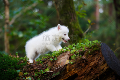 小狗,森林,野外动物,美,水平画幅,无人,苔藓,动物身体部位,户外,干的