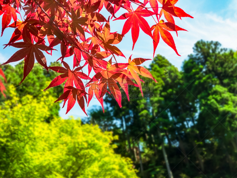 叶子,绿色,秋天,山谷,沟壑,水平画幅,无人,富津市,夏天,户外