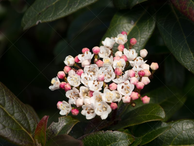 地中海荚迷,花朵,常绿树,水平画幅,无人,户外,特写,箭木,荚莲属,白色