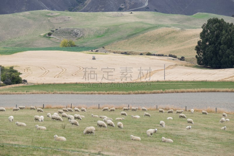 新西兰,羊群,新的,牧羊犬,湖,草,著名景点,风景,新西兰南岛,山羊