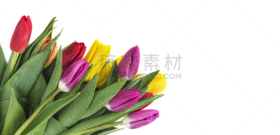 贺卡,春天,请柬,事件,清新,边框,情人节卡,郁金香,婚礼,自然美
