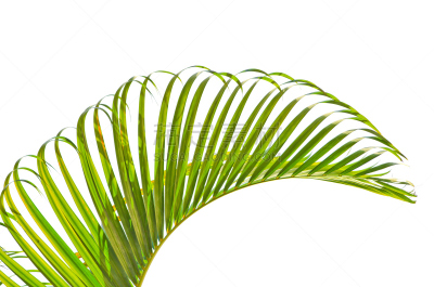 bamboo palm,棕榈树,叶子,美洲蒲葵,苏铁科植物,水平画幅,枝繁叶茂,无人,椰子树,户外