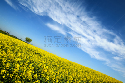 田地,德国,生物柴油,芸苔,油菜花,巴伐利亚,倾斜视角,天空,留白,水平画幅