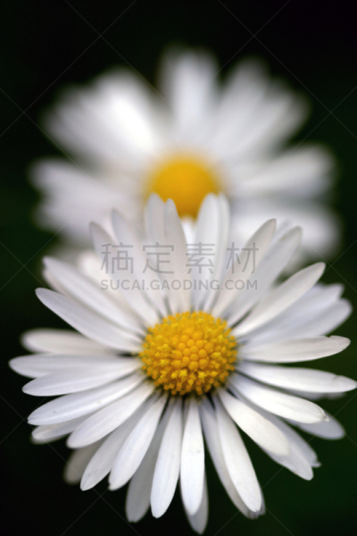 透视图,雏菊,枯草热,春白菊花,酿酒蒸馏器,茼蒿菊,垂直画幅,无人,工厂,夏天