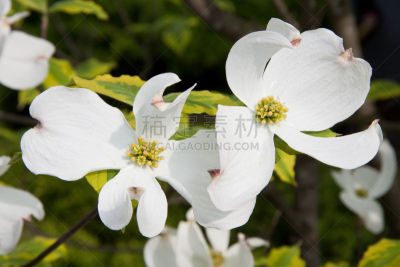 开花的山茱萸,仅一朵花,自然,太平洋山茱萸,芳香的,水平画幅,无人,箭木,白色,摄影