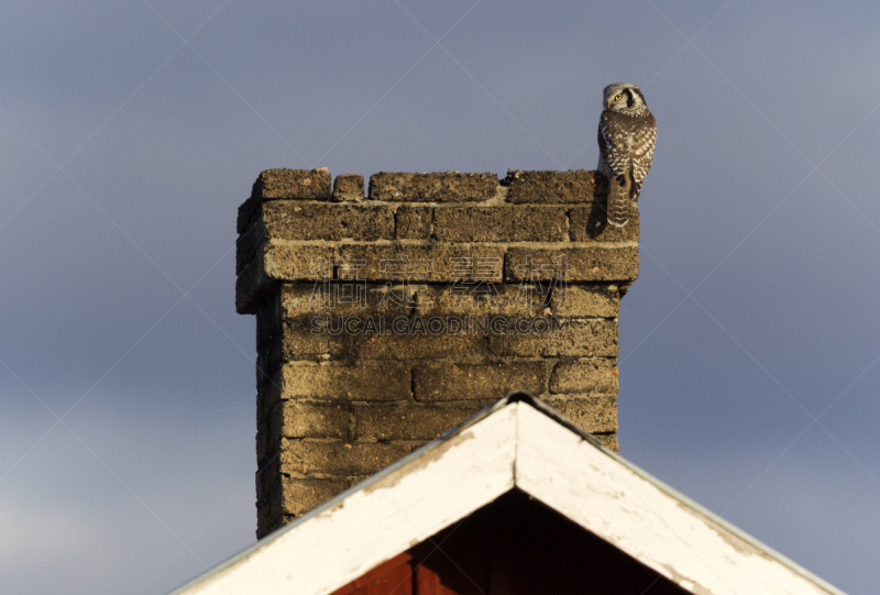 hawk owl,猫头鹰,老鹰,北,自然,天空,野生动物,食肉鸟,地名,水平画幅