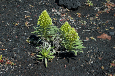 肉质植物,莲花掌属,Volcanic Scoria,帕尔马,群岛,水平画幅,枝繁叶茂,无人,大西洋群岛,泥土