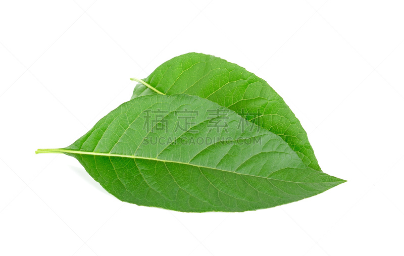 草药,叶子,支气管树,哮喘,印度草医学,自然,水平画幅,健康保健,印度,药