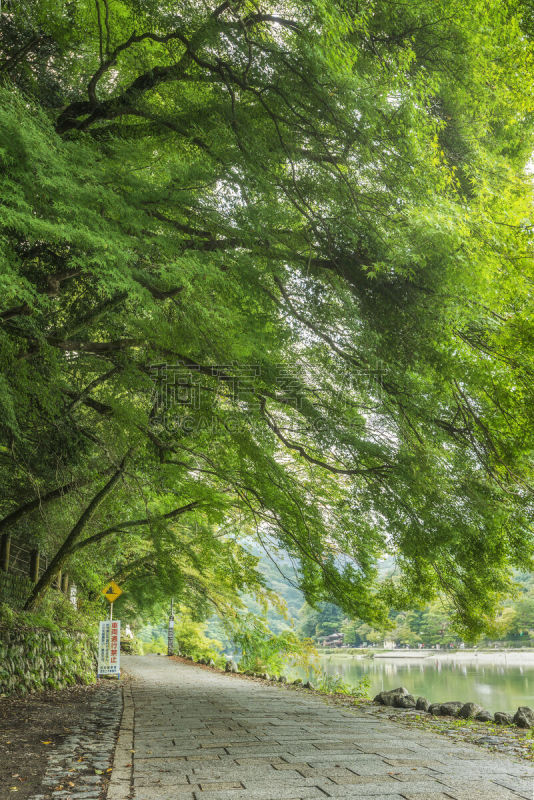 岚山,京都府,日本,小路,自然,大井河,京都市,垂直画幅,水,枝繁叶茂