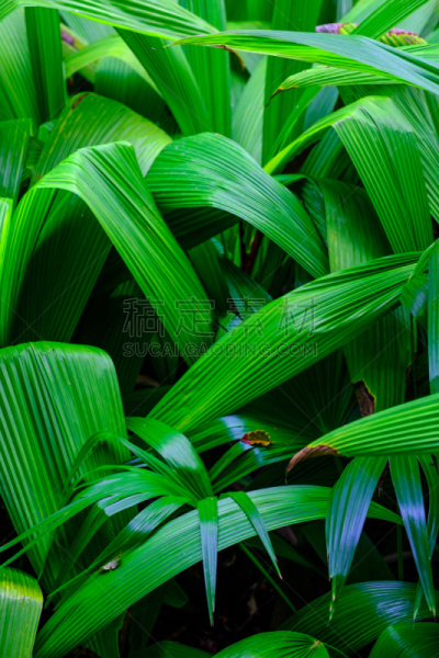 植物园,植物群,垂直画幅,水,美,兰花,公园,形状,无人,热带雨林