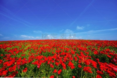 沃辛,南丘,苏塞克斯,水平画幅,无人,英格兰,英国,花,摄影,旅游