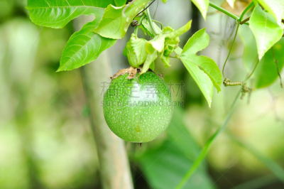 西番莲,百香果树,炮弹果属,自然,胡瓜,水平画幅,绿色,葫芦,水果,野生植物