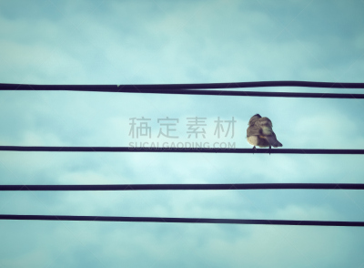 风,鸟类,电,小的,能源,钢缆,天空,美,水平画幅,早晨