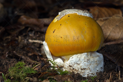鹅膏菌,该撒利亚,伞形毒菌,水平画幅,橙色,秋天,无人,毒蝇菇,利穆赞,摄影