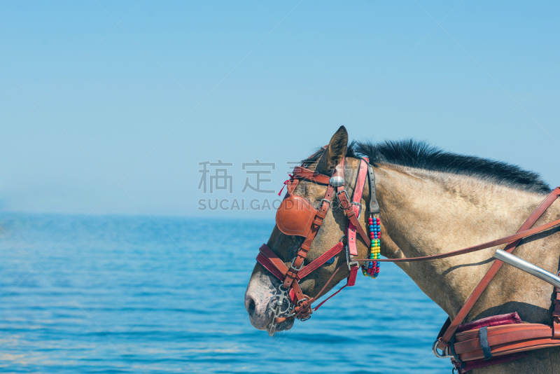 克里特岛,希腊,马轿,背景,海洋,马,褐色,特写,干尼亚镇,旅行者