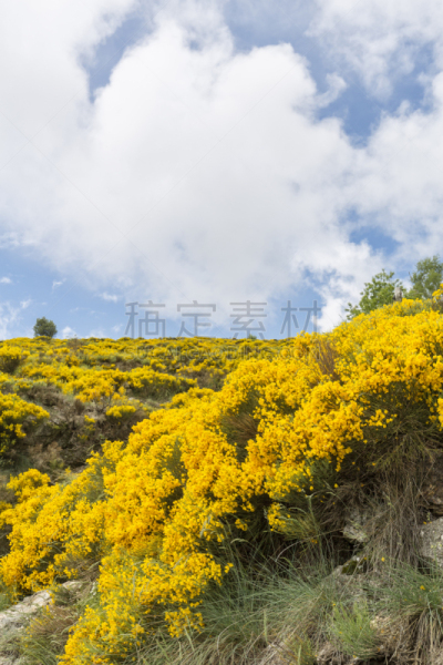 法国,欧洲,塞文山区,植物群,居住区,垂直画幅,天空,云,山,无人