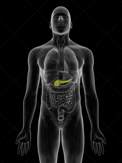 胰腺,生物学,人,男人,垂直画幅,糖尿病,图像,胰岛素,成年的