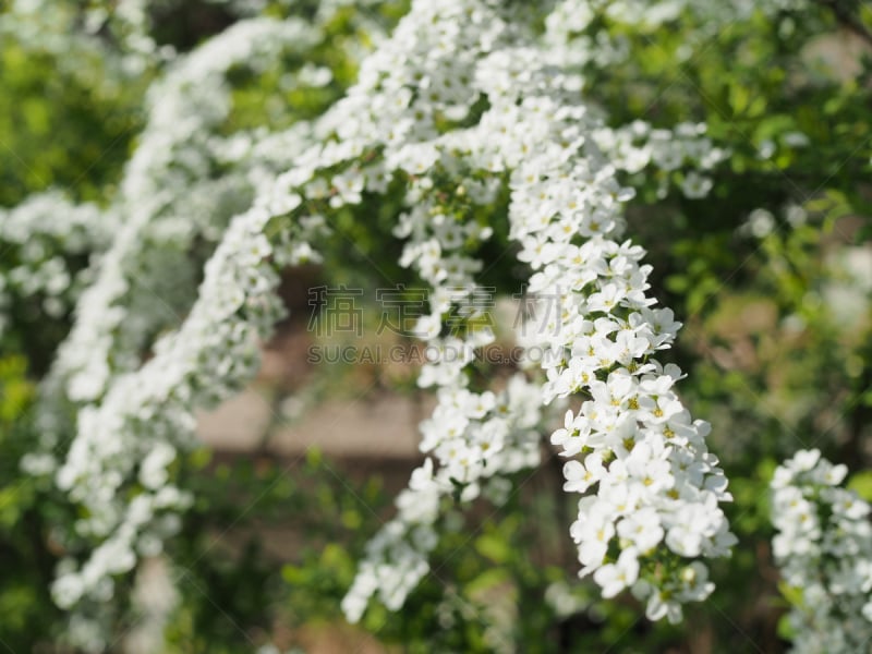 白色,美,留白,褐色,水平画幅,无人,户外,特写,植物,风景