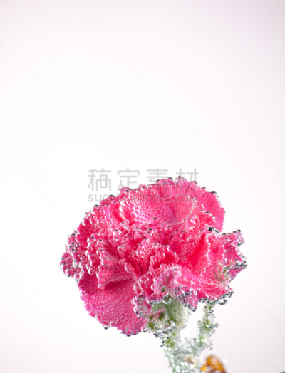 carnations flowers on a white background