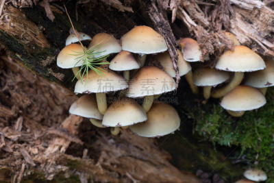 硫磺,穗,水平画幅,组物体,户外,生物学,沿丝伞菇,特写,石棺,前景聚焦
