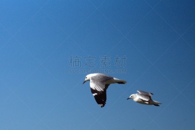 海鸥,羊群,南部非洲,非洲,西开普省,野生动物,哈氏鸥,图像,野外动物,一群鸟
