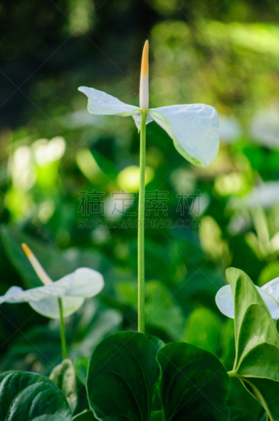 肉穗花序,白色,佛焰苞,花烛属,自然,垂直画幅,植物,黄色,马蹄莲,植物学