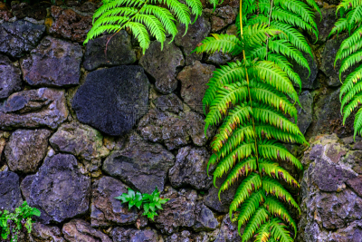 绿色,园林,西班牙,拥挤的,植物群,特内里费岛,水,兰花,枝繁叶茂,夏天