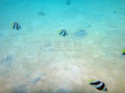 papeete,水,水平画幅,无人,水下,夏天,礁石,海滩,热带气候,濑鱼