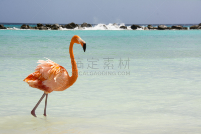 阿鲁巴,阿鲁巴岛海滩,奥兰吉士德,火烈鸟,灯塔楼,缆车,自然拱,水平画幅,岩石,无人