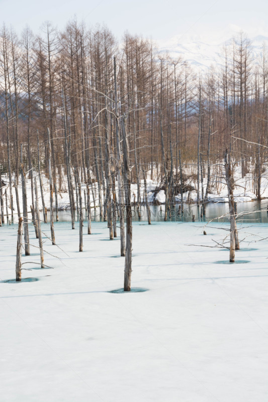 美瑛町,泉湖,早晨,贺卡,雪,水面,春天,烙心蓝池,湖,深雪