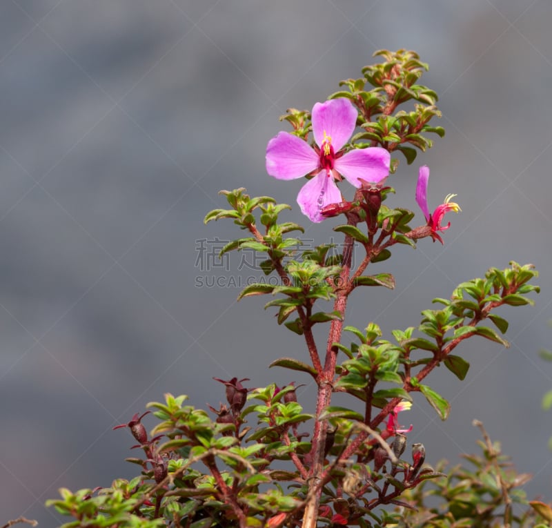 仅一朵花,旭岳火山,富良野盆地,硫磺,北海道,水平画幅,无人,夏天,户外,植物