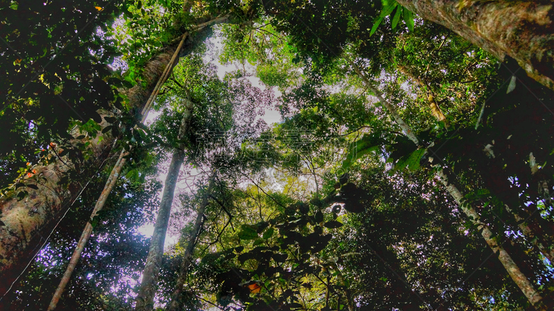 雨林,沙巴州,婆罗洲岛,达浓谷地,生物学,热,热带气候,环境,环境保护,枝繁叶茂