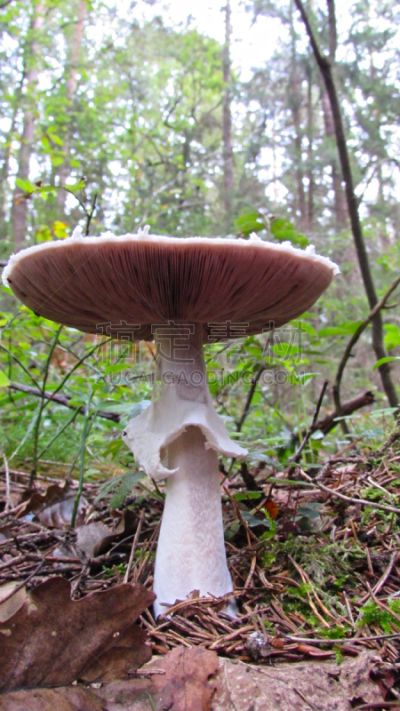 黄貉鹅膏菌,鹅膏毒菇,伞形毒菌,垂直画幅,林区,苔藓,泥土,生食,夏天,特写