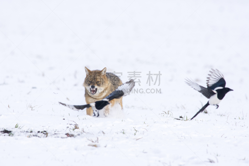 山,雪,田地,捕猎行为,黑色,金毛豺,鸟类,半熟品,肖像,残酷的